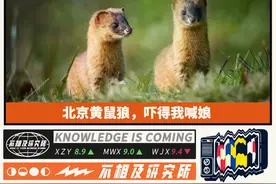 北京黄鼠狼，吓得我喊娘图片