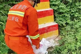 重庆闹市水果店内惊现剧毒蛇烙铁头，为保护动物，这蛇有多毒？图片