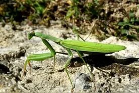 螳螂交配后，为啥“新娘”要吃掉“新郎官”？新娘：这是为它好图片