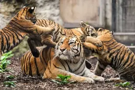 带娃的妈妈们真是辛苦，虎妈妈为哄孩子乖乖睡觉也是费了不少力气图片