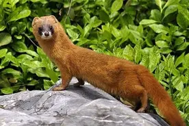 被称作“黄大仙”的黄鼠狼，究竟有多厉害？为何都不敢招惹它？图片