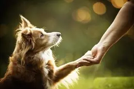 为什么狗狗爪子总是不让人碰？这4点，简直真相了图片