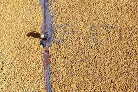 400多吨储备粮不翼而飞图片