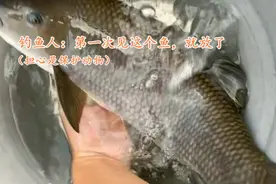 上海河道出现罕见青龙鲤，男子钓起后放生，网友：你刚失去1000块图片