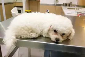 “比熊”出现这些情况，说明它很痛苦，快救救它吧图片