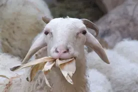 藏在农家灶膛中的三种兽药！治疗羊的常见病图片