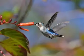 吸蜜蜂鸟：惊艳森林的彩虹小宝石图片
