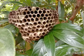 城里人没见过农村人很少见，蜜蜂丢弃的“房子”有啥妙用，涨知识图片