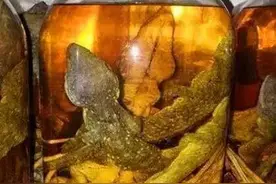 广西的泡制酒你想喝吗？你来试试，会让你终生难忘图片