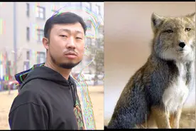 就因为这只藏狐，全世界的水猴子都快灭绝了图片