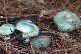 它常常躲在松针丛中，戴着青绿色的“帽子”，若发现了赶快摘回家图片