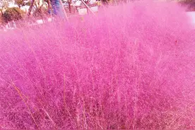 月光、晨曦下的粉黛乱子草，是金秋季节的粉红风景线图片