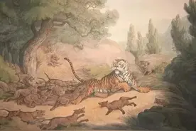 能把老虎逼上树，传说中地藏王的猎犬，红豺到底是什么样的野兽？图片