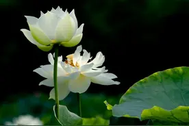 写给我心里的爱人：做不成夫妻，也会思念一生图片