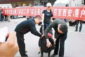 从4000万一只到沦为火锅食材，是谁戳破了藏獒市场的泡沫？图片