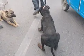 河南：狗狗470被卖，上狗肉车时它才反应过来，进笼后狗狗哭了图片