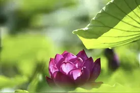 「拂晓论坛」徐映珉：名人亦写“屎尿诗”图片