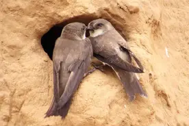 崖沙燕又成群结队地回来了图片