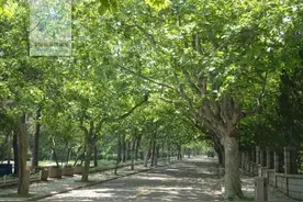 林草科普|揭秘法国梧桐的“真面目”图片