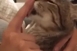 猫是好猫，正不正经就不知道了图片