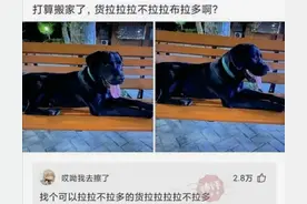 爆笑合集：打算搬家货拉拉拉不拉拉布拉多啊？看完评论舌头打结了图片