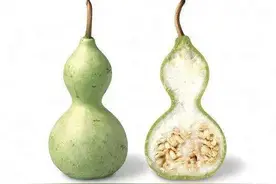 葫芦为什么要打皮？怎样打皮？图片