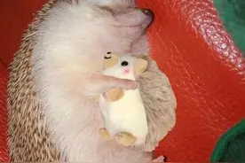 网友分享的自家宠物和它们最爱的玩具，这也太可爱辣图片