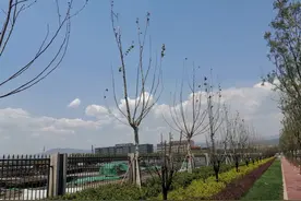 新栽树木夏季养护 | 技术图片