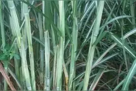 漯河方言：骚狐蛋、甜秫秆、顺毛驴图片