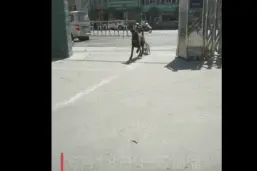 顺手牵狗！警犬汪出去玩，叼回一只小柯基…图片