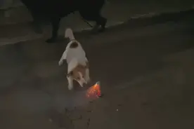 艺高“狗”胆大！主人放烟花，小狗叼起烟花炸了自己的窝图片
