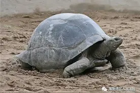 【以案释法】饲养宠物？当心违法！图片