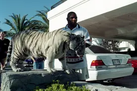 我把一只老虎幼崽从小养大，它会攻击我吗？图片