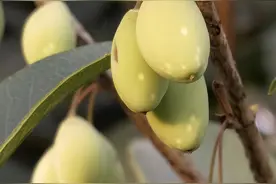 结子桂｜一直以为桂花只开花不结果，今天看到桂花果实了图片