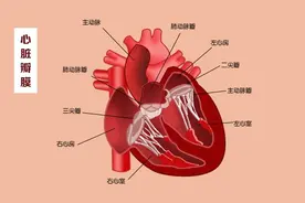 这几扇“门”，决定了血液的流向图片