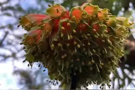 异花系列君子兰图片