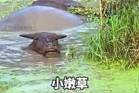 分享一组高清撩妹表情包，男生撩妹必备！撩到她心里图片