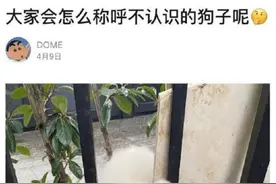 “大家怎么称呼陌生的狗狗？”这个是怎么做到全国统一的！哈哈哈图片