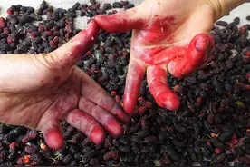 湖北宜昌：桑葚子成熟味道甘美，市民采摘双手染得紫红图片