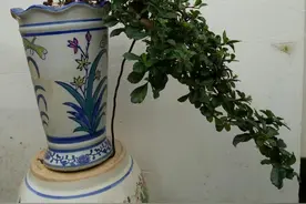 福建茶盆栽生命力旺盛，优良树种栽种管理很简单图片