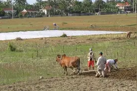 曾是农田一祸害，农民见到就踩，如今捞油成美味，一斤300元图片