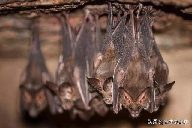 扁嘴、大眼、倒挂树，这翼龙好神奇