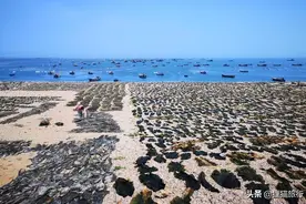 大钦岛是我国著名的海带岛，也叫蝎子岛，位于渤海海峡中段图片