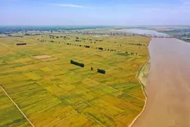 「闲趣」稻田休养生息，稻农“浑水摸鱼”图片