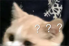 表情包：一脸问号的热门聊天表情图片