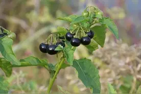 小时候常见却又叫不上名的植物，你认识吗？ （捡知识）图片