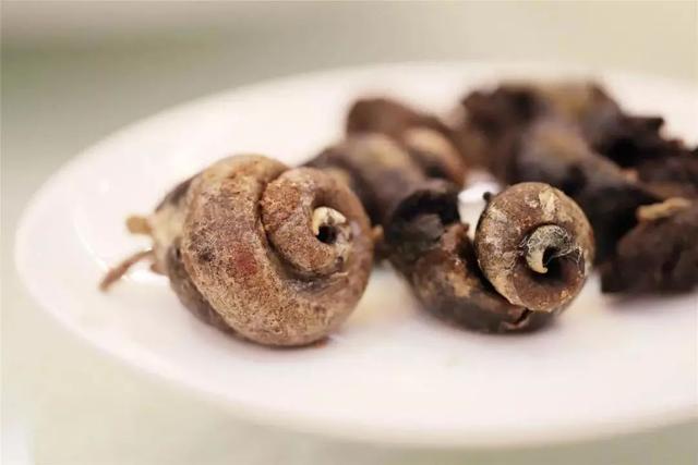 螺肉花胶鸡汤的做法 2026年花胶螺头猪骨汤