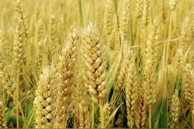 以为是青铜，没想到是王者，人类的8种隐形智力模式，你中了几种图片