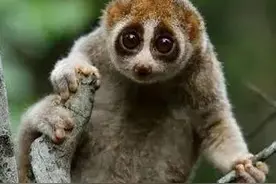 「多样云南」少为人知的国家一级保护动物：‘懒猴’图片