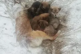 零下20度，狗狗被冻成冰雕，而它怀中还有7只宝宝图片